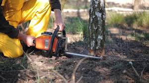 Best Tree Disease Treatment  in Lumberton, NC