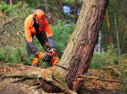 Lumberton, NC  Tree Services Company