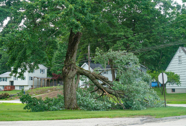 Best Tree Risk Assessment  in Lumberton, NC